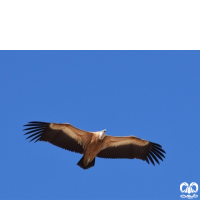 گونه کرکس Eurasian Griffon Vulture